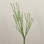 Euphorbia tirucalli artificiale BENEDETTO, verde, 50cm