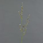 Stirlingia latifolia artificiale COLLAN, nero-bianco, 85cm