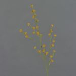 Stirlingia latifolia artificiale COLLAN, arancione, 85cm