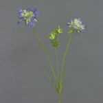 Scabiosa artificiale ANDIA, blu-viola, 80cm, Ø8-10cm