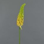 Kniphofia finta MUNDAKA, giallo, 85cm