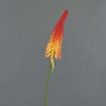 Kniphofia finta MUNDAKA, rosso-arancione, 85cm