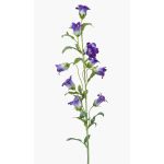 Campanula decorativa AIMI, viola-crema, 90cm