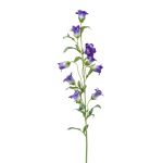 Campanula decorativa AIMI, viola-crema, 90cm
