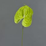 Anthurium artificiale MAXLER, verde chiaro, 70 cm