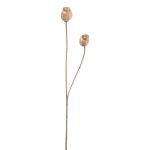 Ramo decorativo capsule di papavero ORIONLA, marrone chiaro, 65cm, Ø3,5-4cm
