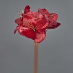 Amaryllis di velluto KIRSTY, rosso, 70cm, Ø9cm