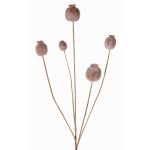 Capsula di papavero artificiale FILOMELA, marrone chiaro, 75cm, Ø2-3,5cm