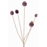 Capsula di papavero artificiale FILOMELA, marrone scuro, 75cm, Ø2-3,5cm