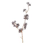 Ramo di eucalipto artificiale SOHA con frutti, marrone scuro, 60cm