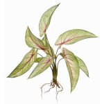 Calathea Ornata artificiale ASAGI, stelo, radici, verde-rosso, 40cm
