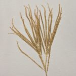 Ramo di cedro artificiale THEOBALD, glitter, oro, 60cm