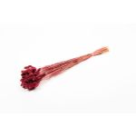 Erba canaria essiccata BRAGILA in mazzo, rosso bordeaux, 50-75cm, Ø12cm