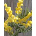 Ramo di mimosa artificiale BENRIKE, fiori, giallo, 40cm, Ø3cm