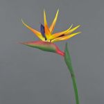 Strelizia finta LATIFA, arancione-viola, 80cm, 17x20cm