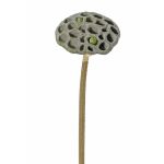 Frutto di loto artificiale JOHNTEN, marrone, 65cm, Ø10cm