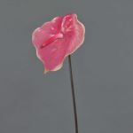 Anturio artificiale MOIRA, fucsia-rosa, 75cm, 13x20cm