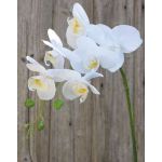 Ramo artificiale di orchidea phalaenopsis OPHELIA, bianco, 80cm