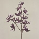 Ramo di sedum artificiale MOMOKA, viola scuro, 110cm