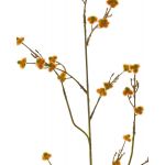 Stirlingia latifolia artificiale COLLAN, arancione, 85cm