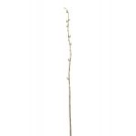 Ramo di salice decorativo DAFINO con fiori, bianco, 105cm
