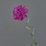 Garofano artificiale NIRUSHA, viola, 65cm