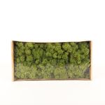 Autentico muschio islandese SVEINBJÖRN, verde prato, 500g