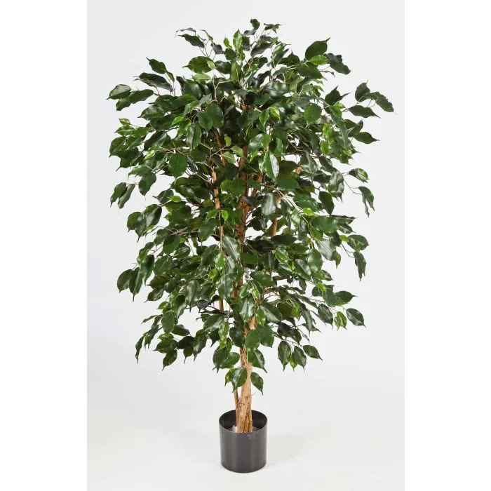 Ficus argento finto JACOPO, tronchi naturali, verde-bianco, 180cm