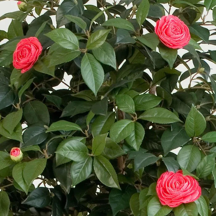 3F Piante Artificiali - V - CAMELIA MEDIUM (42) - ALTEZZA CM 150 VASO CM 22 - 3F Piante Artificiali