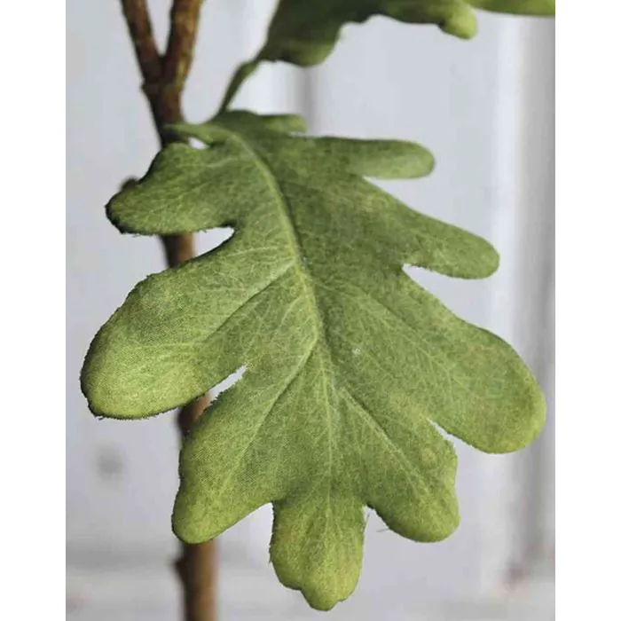 Rami di Quercia stabilizzata | | Verde sfuso
