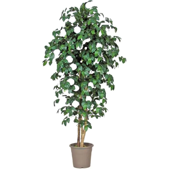 Arbusti Da Fiore Dei Fiori Bianchi Con Le Foglie Verdi Immagine Stock