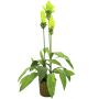 Pianta di curcuma finta ROMINA vaso decorativo, verde, 95cm, Ø5cm