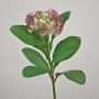 Fiore artificiale di sedum telephium EILIDH, rosa-crema, 30 cm