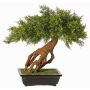Ginepro bonsai artificiale LORITIS in vaso di pietra, 55cm