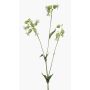 Ramo artificiale silene PRANVERA con fiori, bianco-verde, 80 cm