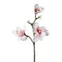Ramo di fiori artificiali magnolia BOLKE, rosa-bianco, 60 cm