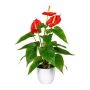 Fiore artificiale Fiammingo PLOVIR in vaso decorativo, radici, rosso, 40 cm
