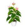 Fiore artificiale Fiammingo PLOVIR in vaso decorativo, radici, rosa, 40 cm