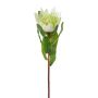 Fiore decorativo protea reale WANBA, bianco, 50 cm