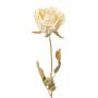 Fiore decorativo rosa PANSOK, effetto secco, crema, 55 cm