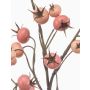 Ramo decorativo rosa di patata FRAVON con bacche di rosa canina, rosa pesca, 100 cm