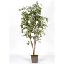 Ficus benjamina decorativo LISEROSE, tronchi veri, verde-bianco, 210 cm - Made in Italy