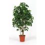Schefflera artificiale NANETTE, tronchi reali, verde, 175 cm - Made in Italy