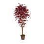 Acero giapponese decorativo GORDJUSCHA, tronchi reali, rosso scuro, 225 cm - Made in Italy