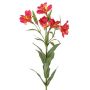 Ramo decorativo Giglio di Perù AUBERTA, rosa-giallo, 75 cm, Ø 6 cm