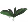 Foglie di orchidea Phalaenopsis artificiali PRIMALA, radici aeree, 21x26 cm