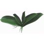 Foglie di orchidea Phalaenopsis artificiali PRIMALA, radici aeree, 21x26cm