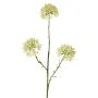 Ramo decorativo Allium ALIKIO, bianco, 65 cm, Ø 6,5 cm