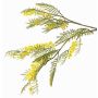 Ramo decorativo di mimosa BRANAU con fiori, giallo, 80cm, Ø0,5cm