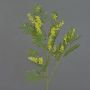 Ramo decorativo di mimosa BRANAU con fiori, giallo, 75 cm